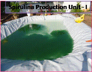 Spirulina Production Unit - I