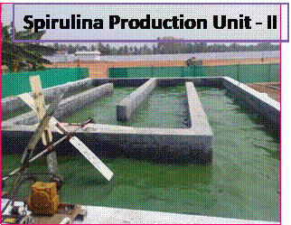 Spirulina Production Unit - II